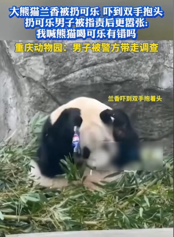 男子拿可乐砸熊猫后续：警方已带走，当事人疑似喝酒，知情人爆料
