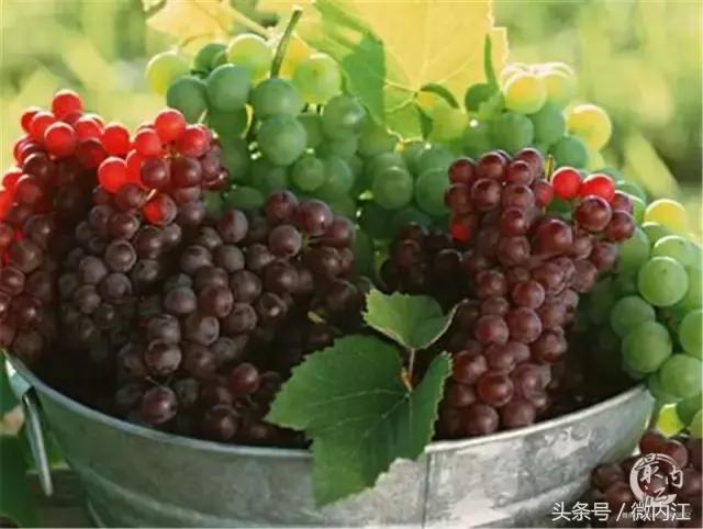 挡不住的诱惑！明日将有5万内江人涌向这里！