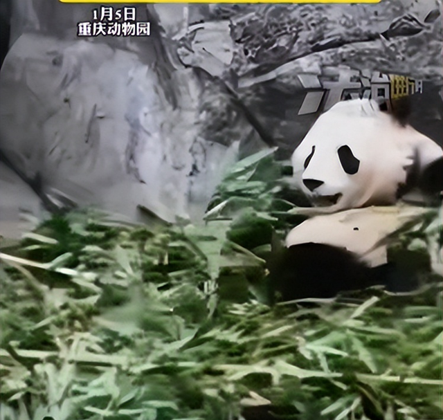 男子拿可乐砸熊猫后续：警方已带走，当事人疑似喝酒，知情人爆料