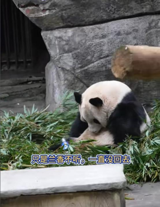 男子拿可乐砸熊猫后续：警方已带走，当事人疑似喝酒，知情人爆料