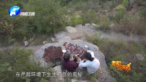 韩国女主播青草空姐服(《老家的味道》：聚焦国家级贫困县特色美食 打造乡村振兴“新名片”)