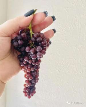 女主播露葡萄视频(这可能是我吃过最迷你的葡萄了)
