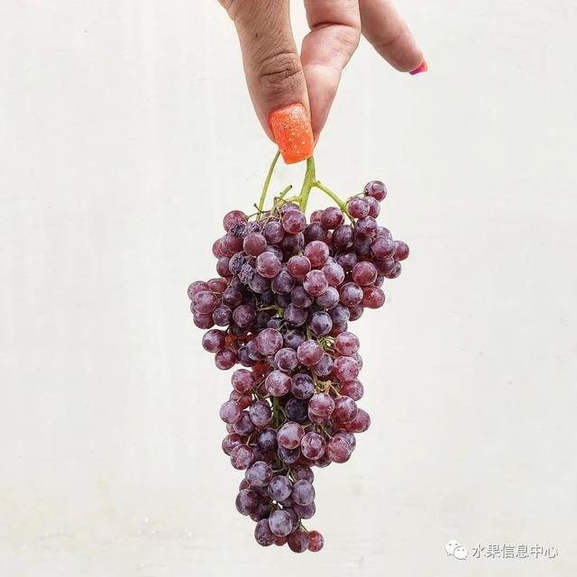 这可能是我吃过最迷你的葡萄了
