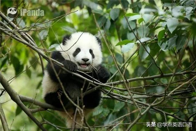 韩国女团BLACKPINK违规接触大熊猫引争议,网友热议不断