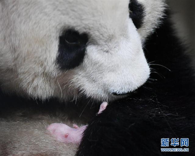三喜临门！两只大熊猫相继诞下“仨闺女”