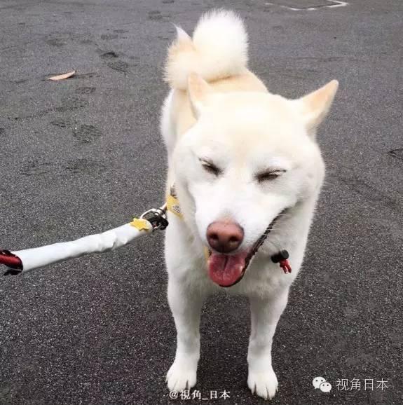 趣闻 被猫强吻的狗&日本央视女主播衣服反穿 等