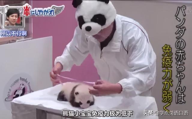 韩国女团BLACKPINK违规接触大熊猫引争议,网友热议不断