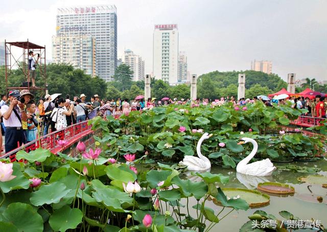 围观！贵港荷花展开展仪式明天举行！现场要来一位“网红”美女主播？