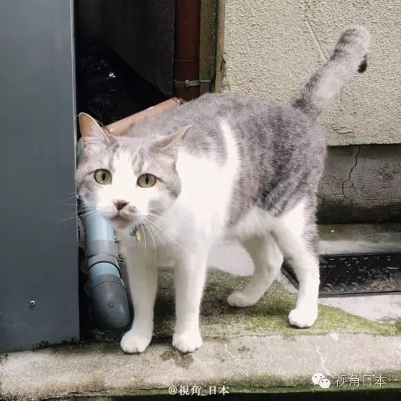 趣闻 被猫强吻的狗&日本央视女主播衣服反穿 等