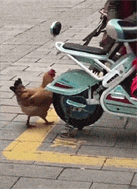美女穿的衣服几乎透明露出来的部位，胆小的人不敢看。