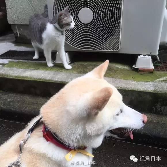 趣闻 被猫强吻的狗&日本央视女主播衣服反穿 等