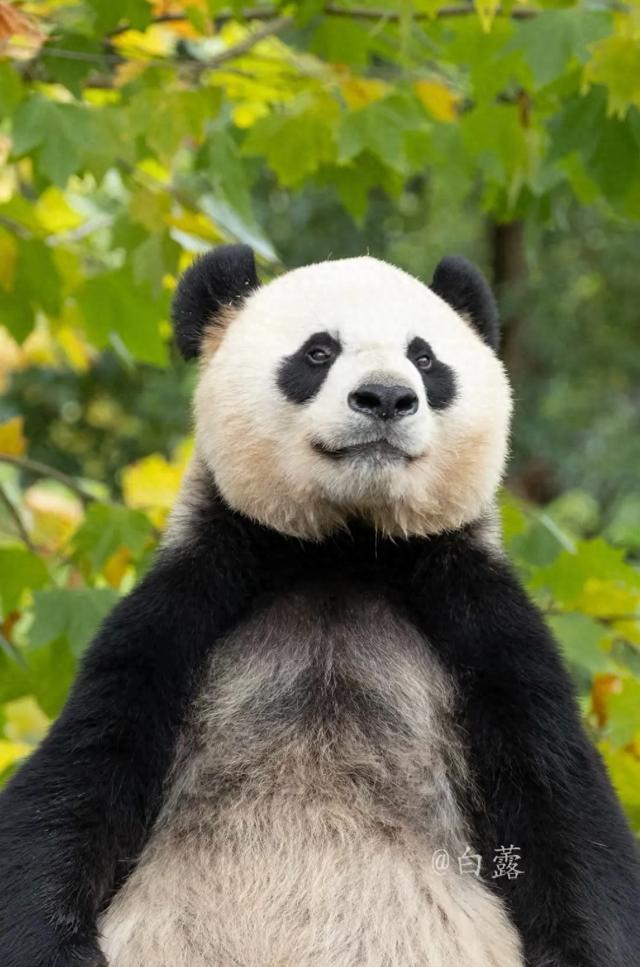 最佳CP是紫烟!肩负几家重任的阳花,诞下双胞胎,大崽有小口罩