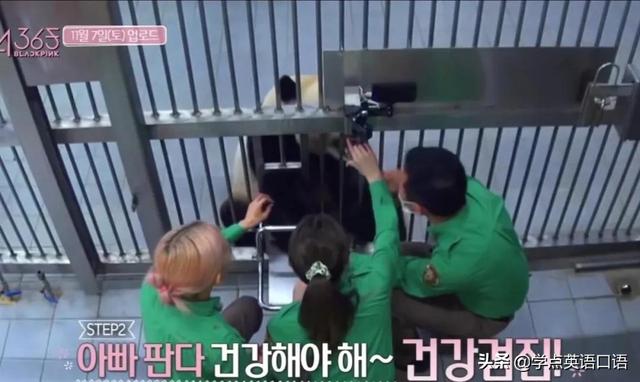 韩国女团BLACKPINK违规接触大熊猫引争议,网友热议不断