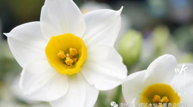 全新单曲《听水仙花开的声音》MV正式上线，献给新春的温暖之作