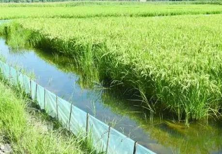 黄鳝钻进水稻田的泥土里,不以泥土、草为食,那是靠什么长大的?