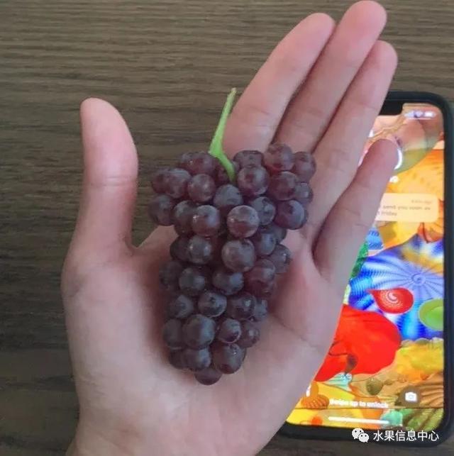 这可能是我吃过最迷你的葡萄了