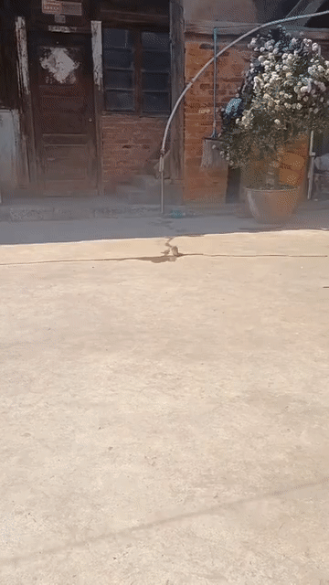 情侣在地铁上兴致激增不背人，一旁阿姨尴尬夹腿：都起鸡皮疙瘩了