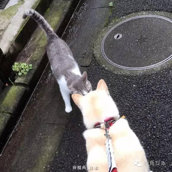 趣闻 被猫强吻的狗&日本央视女主播衣服反穿 等
