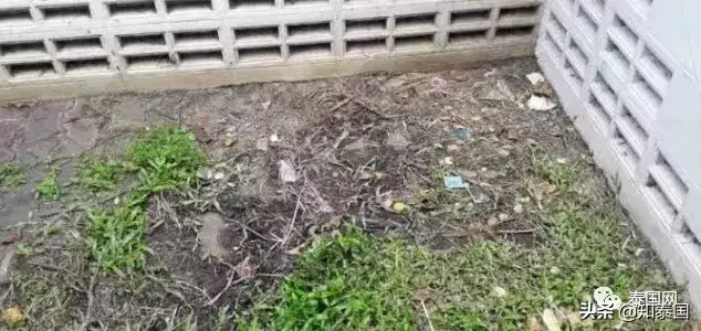 佛祖，蜥蜴，避孕套，同性恋聚会，以及曼谷市长的赌局