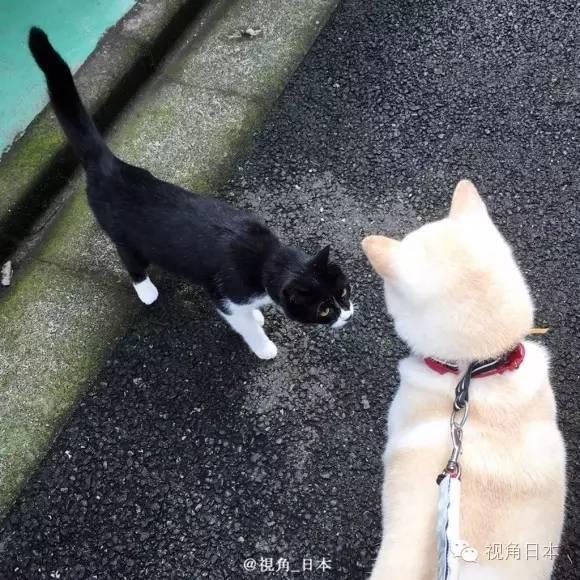 趣闻 被猫强吻的狗&日本央视女主播衣服反穿 等