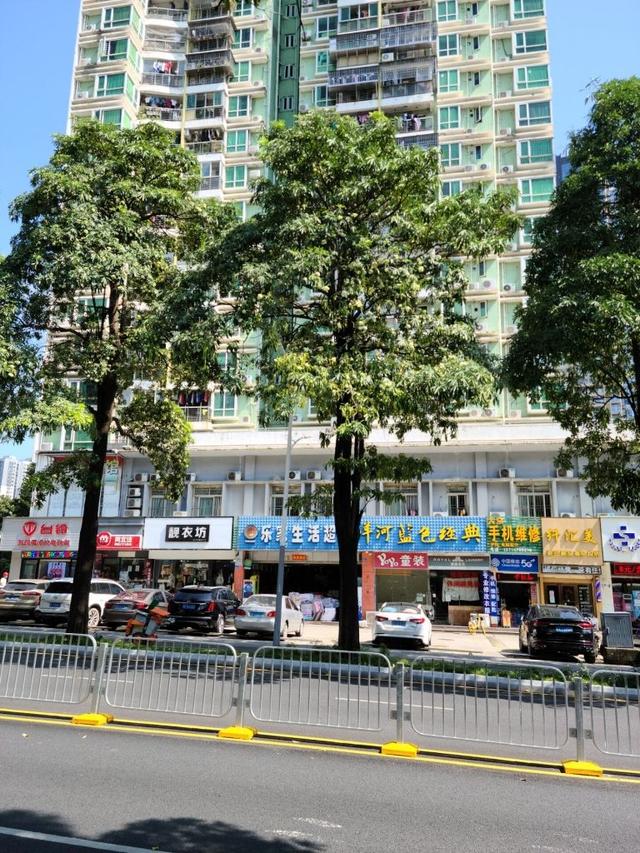 这种散发“风油精炒排骨味”的行道树对人体有害吗?盐田城管局回应了