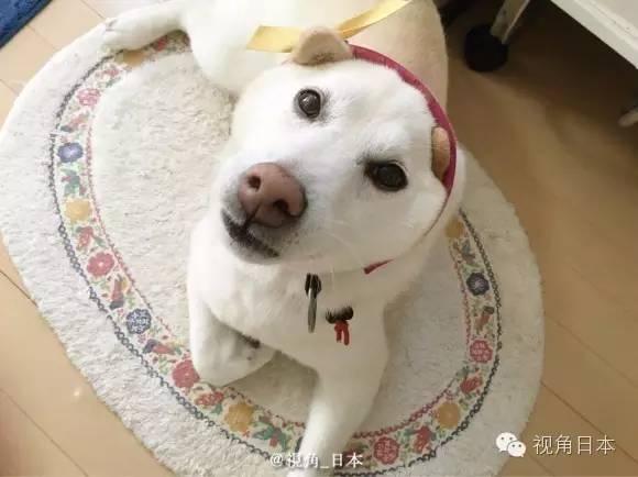 趣闻 被猫强吻的狗&日本央视女主播衣服反穿 等