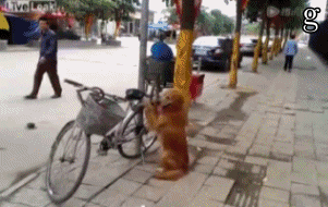 搞笑GIF：直播UP主，挑战中国生产的风油精，宝宝懵逼了！