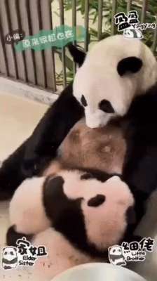 滑奶女主播(高龄产妇大熊猫“盈盈”和龙凤胎的日常：舔犊情深，好感人啊