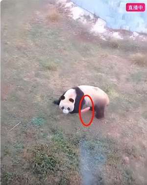 熊猫 女主播(女主播景区私自投喂大熊猫并直播惹众怒，景区：已将对方列入黑名单，警方：对其作了批评教育