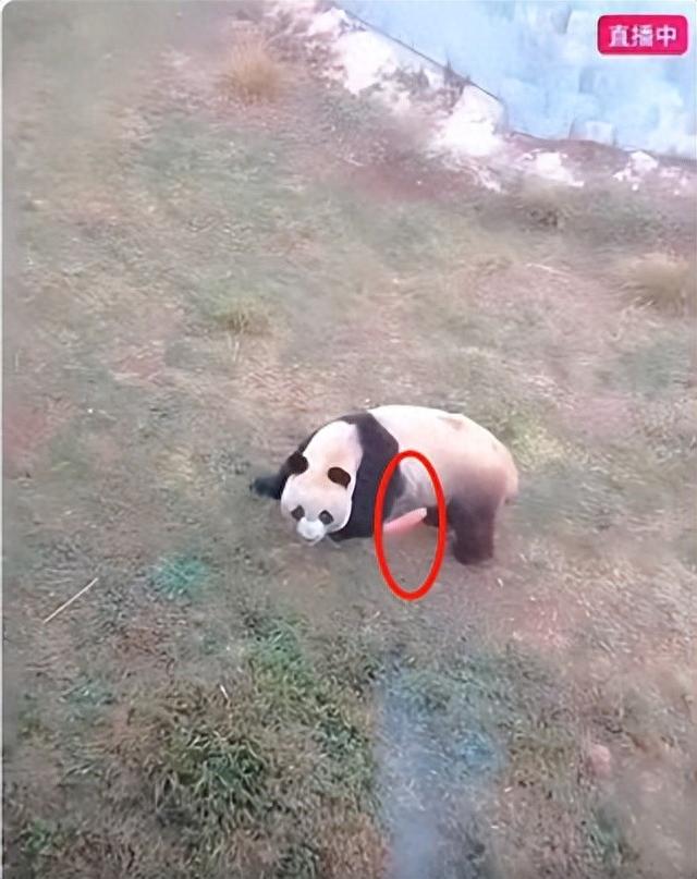 女主播景区私自投喂大熊猫并直播惹众怒,景区:已将对方列入黑名单,警方:对其作了批评教育