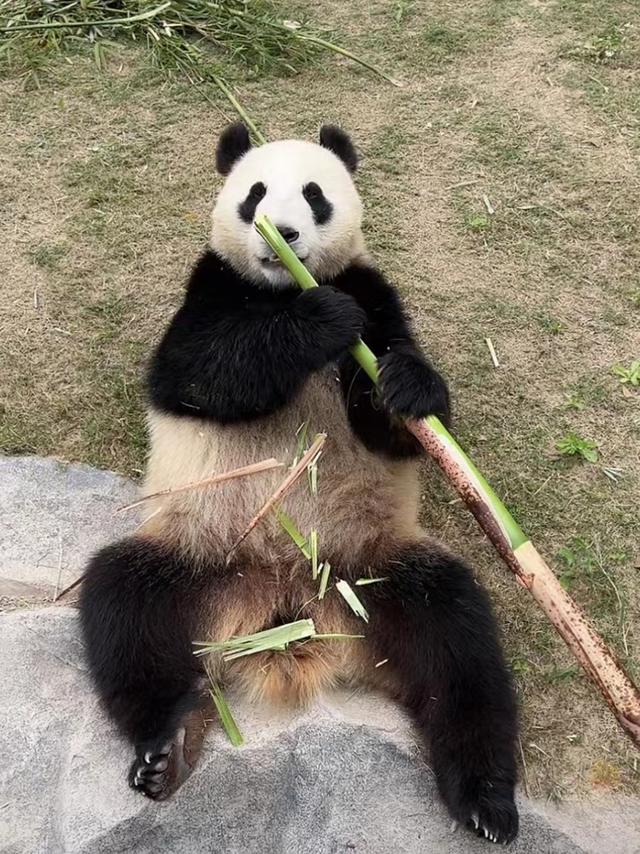 闭园已72天,三百多人陪伴近万只动物,在直播间与游客见面