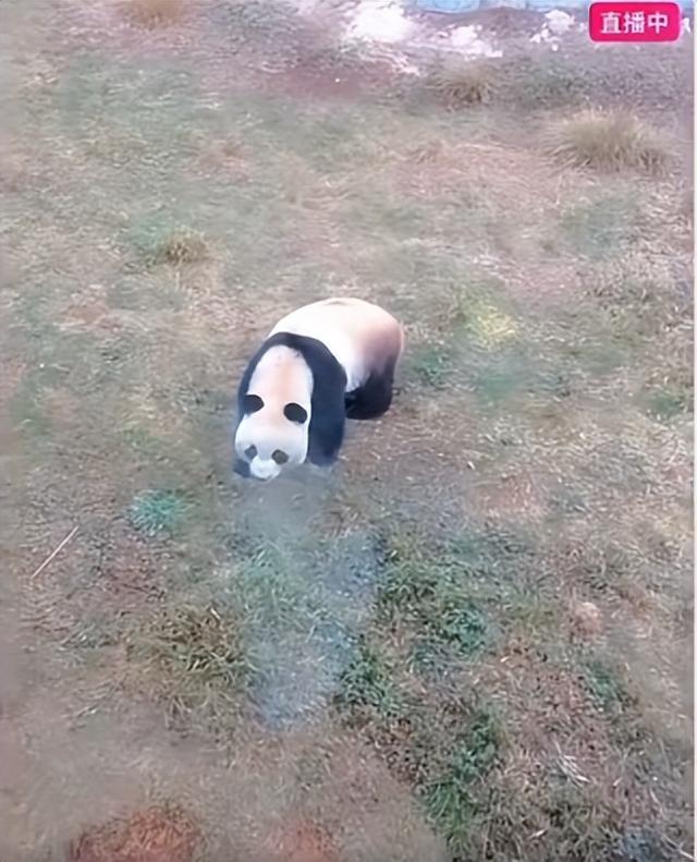 女主播景区私自投喂大熊猫并直播惹众怒,景区:已将对方列入黑名单,警方:对其作了批评教育