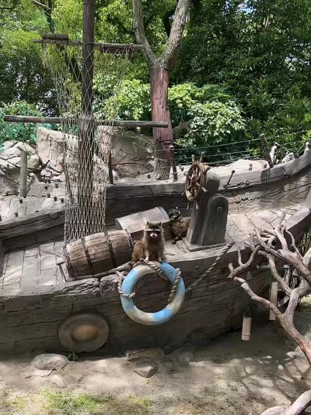 闭园已72天,三百多人陪伴近万只动物,在直播间与游客见面