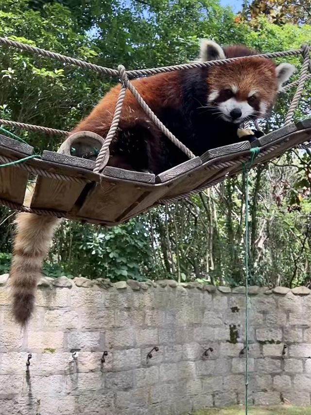 闭园已72天,三百多人陪伴近万只动物,在直播间与游客见面