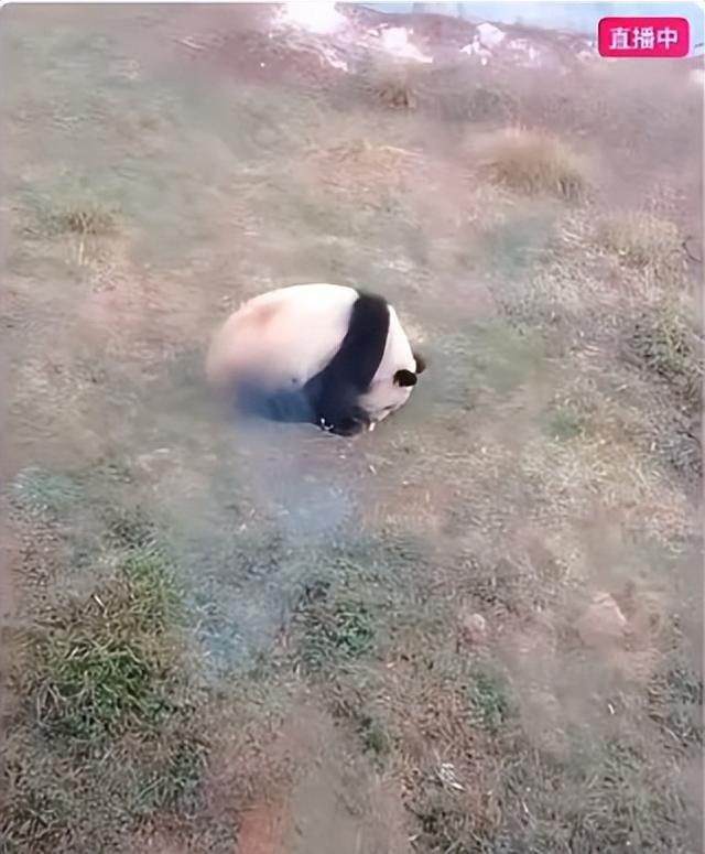 女主播景区私自投喂大熊猫并直播惹众怒,景区:已将对方列入黑名单,警方:对其作了批评教育