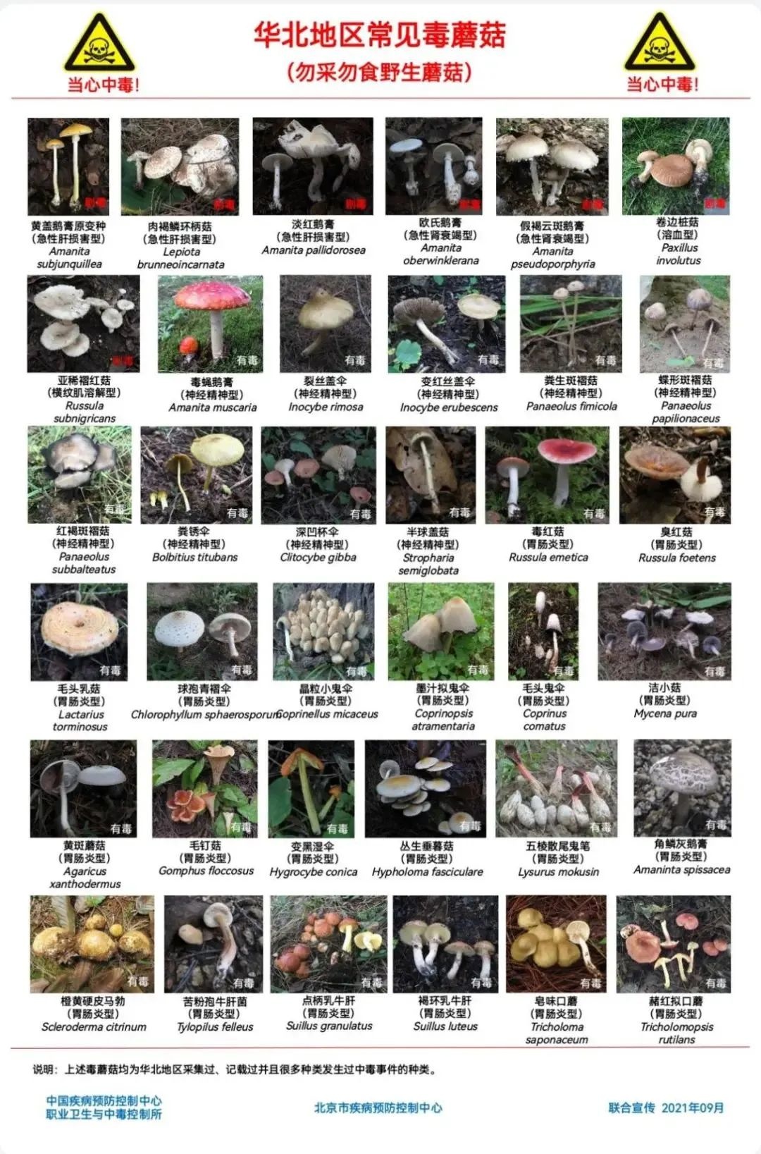 雨后大量出现！别摘、别买、别吃，可致多器官衰竭