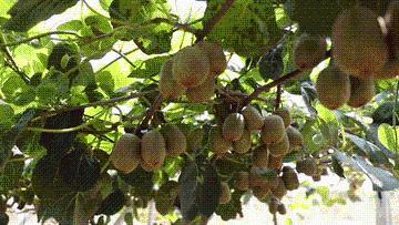 又是一年丰收时|丰收时节享美景,农文商旅融合铺就乡村振兴画卷