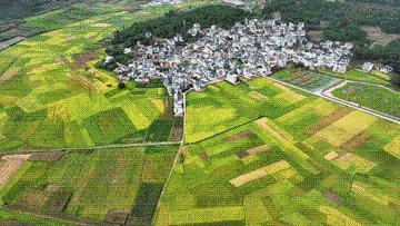 又是一年丰收时|丰收时节享美景,农文商旅融合铺就乡村振兴画卷