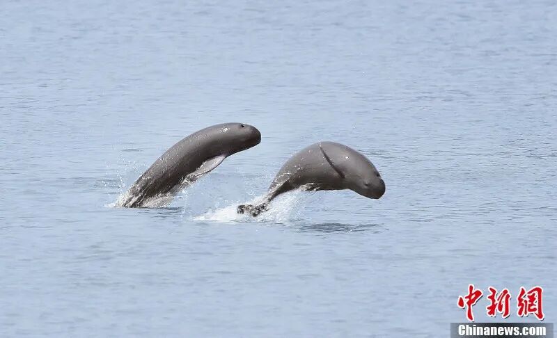 图为在南昌“江豚湾”,江豚跳跃。余会功 摄.jpg